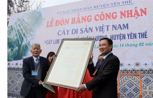 Trao Bằng công nhận cây Lim xanh nghìn năm tuổi là Cây di sản Việt Nam. Ảnh: Đồng Thúy-TTXVN