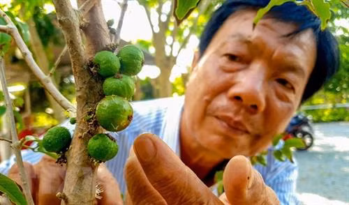 Ông Huỳnh Công Thống kiểm tra cây nho thân gỗ đang cho trái. Ảnh: Thanh Liêm - TTXVN Ông Huỳnh Công Thống kiểm tra cây nho thân gỗ đang cho trái. Ảnh: Thanh Liêm - TTXVN