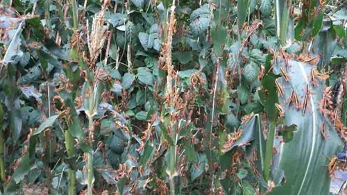 Châu chấu bám dày đặc trên cây ngô của người dân xã Quang Trọng, huyện Thạch An. Châu chấu bám dày đặc trên cây ngô của người dân xã Quang Trọng, huyện Thạch An.