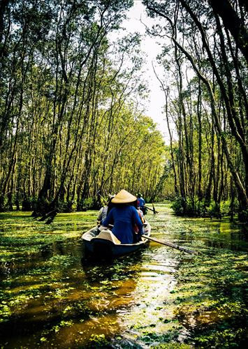 Ngồi trên chiếc xuồng, nhè nhẹ từng nhịp chèo khua trên dòng nước trong xanh, ngắm hàng chục loài chim hót véo von trên từng ngọn tràm mà ngỡ như mình đang lạc vào xứ sở thần tiên. Đây cũng là khu rừng ngập nước tiêu biểu cho miền tây sông Hậu. Ảnh: Vu Quoc Tung. Ngồi trên chiếc xuồng, nhè nhẹ từng nhịp chèo khua trên dòng nước trong xanh, ngắm hàng chục loài chim hót véo von trên từng ngọn tràm mà ngỡ như mình đang lạc vào xứ sở thần tiên. Đây cũng là khu rừng ngập nước tiêu biểu cho miền tây sông Hậu. Ảnh: Vu Quoc Tung.