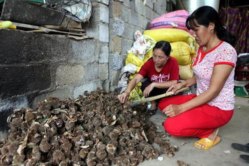 Hạt dẻ Trùng Khánh - món quà đặc sản ở Cao Bằng ảnh 2 Hạt dẻ Trùng Khánh - món quà đặc sản ở Cao Bằng ảnh 2