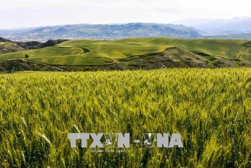 Một cánh đồng lúa mì ở Xương Cát, phía tây bắc khu tự trị Tân Cương, Trung Quốc. Ảnh: THX/TTXVN Một cánh đồng lúa mì ở Xương Cát, phía tây bắc khu tự trị Tân Cương, Trung Quốc. Ảnh: THX/TTXVN