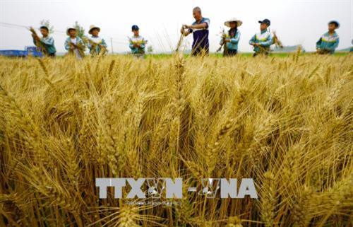 Một cánh đồng lúa mì ở tỉnh Hà Bắc, Trung Quốc. Ảnh: THX/TTXVN Một cánh đồng lúa mì ở tỉnh Hà Bắc, Trung Quốc. Ảnh: THX/TTXVN