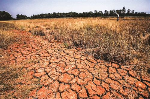 Nhiều cánh đồng gần đến ngày thu hoạch ở các huyện An Biên, Kiên Lương, U Minh Thượng (tỉnh Kiên Giang) đang trong cảnh lúa chết khô Nhiều cánh đồng gần đến ngày thu hoạch ở các huyện An Biên, Kiên Lương, U Minh Thượng (tỉnh Kiên Giang) đang trong cảnh lúa chết khô