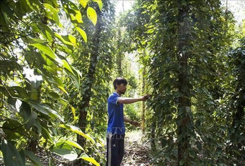 Mô hình tiêu leo tràm của gia đình anh Nguyễn Anh Vũ ở ấp 2, xã Vĩnh Hòa Hưng Bắc. Ảnh: Hồng Đạt - TTXVN Mô hình tiêu leo tràm của gia đình anh Nguyễn Anh Vũ ở ấp 2, xã Vĩnh Hòa Hưng Bắc. Ảnh: Hồng Đạt - TTXVN