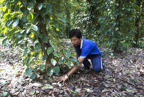 Làm sạch gốc tạo điều kiện thuận lợi cho cây tiêu phát triển. Ảnh: Hồng Đạt - TTXVN Làm sạch gốc tạo điều kiện thuận lợi cho cây tiêu phát triển. Ảnh: Hồng Đạt - TTXVN