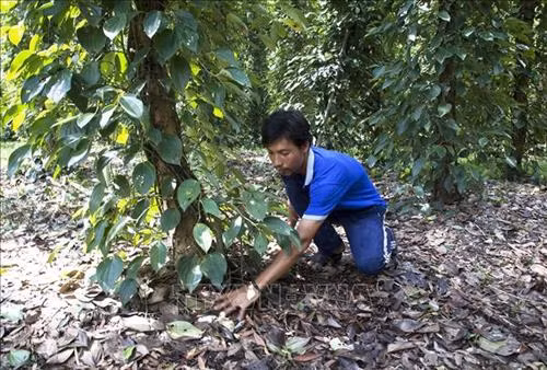Làm sạch gốc tạo điều kiện thuận lợi cho cây tiêu phát triển. Ảnh: Hồng Đạt - TTXVN