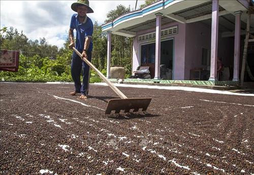 Tiêu được phơi đủ nắng để đảm bảo lượng cao. Ảnh: Hồng Đạt - TTXVN Tiêu được phơi đủ nắng để đảm bảo lượng cao. Ảnh: Hồng Đạt - TTXVN
