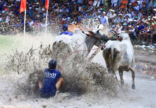 Trước cuộc thi, bò được tập trung ở bãi đất trống chờ xuất phát. Mỗi lượt đua có 2 đôi bò tham gia và thực hiện 2 vòng. Nếu đôi bò nào chạy ra ngoài coi là thua cuộc. Mỗi lượt đua có 2 đôi bò tham gia và thực hiện 2 vòng Vòng 1 gọi là vòng hô, với những cú nuớc rút ngoạn mục. Vòng đua thứ 2 là vòng thả, là vòng đua cực kỳ hấp dẫn, đặc biệt là 100 m cuối. Vòng đua thứ 2 là vòng thả, là vòng đua cực kỳ hấp dẫn, đặc biệt là 100 m cuối. Vòng đua thứ 2 là vòng thả, là vòng đua cực kỳ hấp dẫn, đặc biệt là 100 m cuối. Kết thúc cuộc đua, ban tổ chức trao phần thưởng cho đôi bò đoạt chức vô địch và cả phần thưởng cho người “Tài xế xuất sắc nhất giải”. Vòng đua thứ 2 là vòng thả, là vòng đua cực kỳ hấp dẫn, đặc biệt là 100 m cuối. Trước cuộc thi, bò được tập trung ở bãi đất trống chờ xuất phát. Mỗi lượt đua có 2 đôi bò tham gia và thực hiện 2 vòng. Nếu đôi bò nào chạy ra ngoài coi là thua cuộc. Mỗi lượt đua có 2 đôi bò tham gia và thực hiện 2 vòng Vòng 1 gọi là vòng hô, với những cú nuớc rút ngoạn mục. Vòng đua thứ 2 là vòng thả, là vòng đua cực kỳ hấp dẫn, đặc biệt là 100 m cuối. Vòng đua thứ 2 là vòng thả, là vòng đua cực kỳ hấp dẫn, đặc biệt là 100 m cuối. Vòng đua thứ 2 là vòng thả, là vòng đua cực kỳ hấp dẫn, đặc biệt là 100 m cuối. Kết thúc cuộc đua, ban tổ chức trao phần thưởng cho đôi bò đoạt chức vô địch và cả phần thưởng cho người “Tài xế xuất sắc nhất giải”. Vòng đua thứ 2 là vòng thả, là vòng đua cực kỳ hấp dẫn, đặc biệt là 100 m cuối.