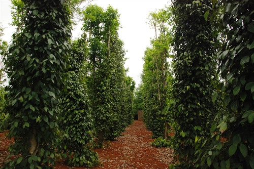 Mô hình trồng tiêu tại xã Vĩnh Giang. Mô hình trồng tiêu tại xã Vĩnh Giang.