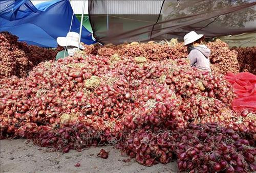 Hành tím được sơ chế, đóng thành chùm chờ đưa đi tiêu thụ. Ảnh: Nguyễn Thành - TTXVN Hành tím được sơ chế, đóng thành chùm chờ đưa đi tiêu thụ. Ảnh: Nguyễn Thành - TTXVN