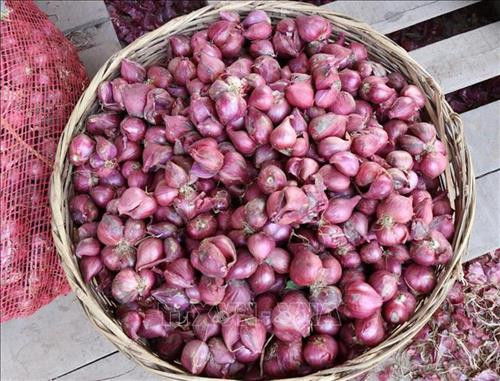 Đóng bao hành tím để vận chuyển đến nơi tiêu thụ. Ảnh: Nguyễn Thành - TTXVN Đóng bao hành tím để vận chuyển đến nơi tiêu thụ. Ảnh: Nguyễn Thành - TTXVN