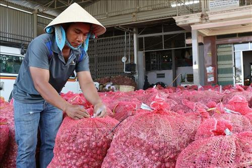 Đóng bao hành tím để vận chuyển đến nơi tiêu thụ. Ảnh: Nguyễn Thành - TTXVN Đóng bao hành tím để vận chuyển đến nơi tiêu thụ. Ảnh: Nguyễn Thành - TTXVN