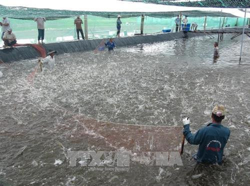 Thu hoạch tôm nuôi siêu thâm canh tại Cà Mau. Ảnh: Huỳnh Thế Anh - TTXVN Thu hoạch tôm nuôi siêu thâm canh tại Cà Mau. Ảnh: Huỳnh Thế Anh - TTXVN