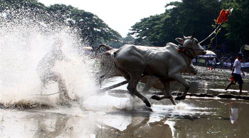 Trước cuộc thi, bò được tập trung ở bãi đất trống chờ xuất phát. Mỗi lượt đua có 2 đôi bò tham gia và thực hiện 2 vòng. Nếu đôi bò nào chạy ra ngoài coi là thua cuộc. Mỗi lượt đua có 2 đôi bò tham gia và thực hiện 2 vòng Vòng 1 gọi là vòng hô, với những cú nuớc rút ngoạn mục. Vòng đua thứ 2 là vòng thả, là vòng đua cực kỳ hấp dẫn, đặc biệt là 100 m cuối. Vòng đua thứ 2 là vòng thả, là vòng đua cực kỳ hấp dẫn, đặc biệt là 100 m cuối. Vòng đua thứ 2 là vòng thả, là vòng đua cực kỳ hấp dẫn, đặc biệt là 100 m cuối. Kết thúc cuộc đua, ban tổ chức trao phần thưởng cho đôi bò đoạt chức vô địch và cả phần thưởng cho người “Tài xế xuất sắc nhất giải”. Vòng đua thứ 2 là vòng thả, là vòng đua cực kỳ hấp dẫn, đặc biệt là 100 m cuối. Trước cuộc thi, bò được tập trung ở bãi đất trống chờ xuất phát. Mỗi lượt đua có 2 đôi bò tham gia và thực hiện 2 vòng. Nếu đôi bò nào chạy ra ngoài coi là thua cuộc. Mỗi lượt đua có 2 đôi bò tham gia và thực hiện 2 vòng Vòng 1 gọi là vòng hô, với những cú nuớc rút ngoạn mục. Vòng đua thứ 2 là vòng thả, là vòng đua cực kỳ hấp dẫn, đặc biệt là 100 m cuối. Vòng đua thứ 2 là vòng thả, là vòng đua cực kỳ hấp dẫn, đặc biệt là 100 m cuối. Vòng đua thứ 2 là vòng thả, là vòng đua cực kỳ hấp dẫn, đặc biệt là 100 m cuối. Kết thúc cuộc đua, ban tổ chức trao phần thưởng cho đôi bò đoạt chức vô địch và cả phần thưởng cho người “Tài xế xuất sắc nhất giải”. Vòng đua thứ 2 là vòng thả, là vòng đua cực kỳ hấp dẫn, đặc biệt là 100 m cuối.