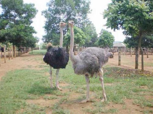 Chọn giống đà điểu phù hợp với điều kiện nuôi. Ảnh: wikiohana.net Chọn giống đà điểu phù hợp với điều kiện nuôi. Ảnh: wikiohana.net