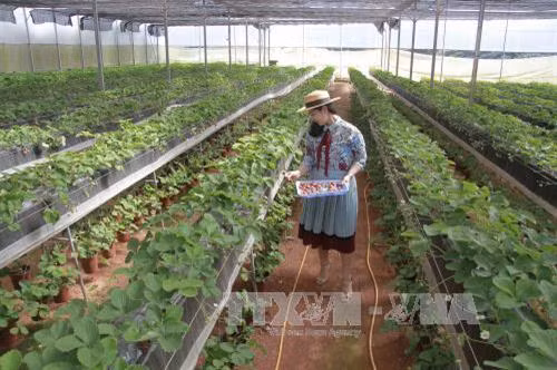 Vườn dây trồng theo công nghệ cao Nhật Bản tại Đà Lạt. Ảnh: Đặng Tuấn - TTXVN