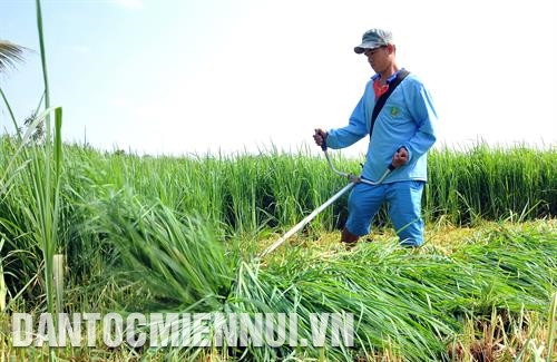 Cánh đồng cỏ làm thức ăn cho bò sữa tại xã Tham Đôn, huyện Mỹ Xuyên (Sóc Trăng). Ảnh: Phúc Thanh Cánh đồng cỏ làm thức ăn cho bò sữa tại xã Tham Đôn, huyện Mỹ Xuyên (Sóc Trăng). Ảnh: Phúc Thanh