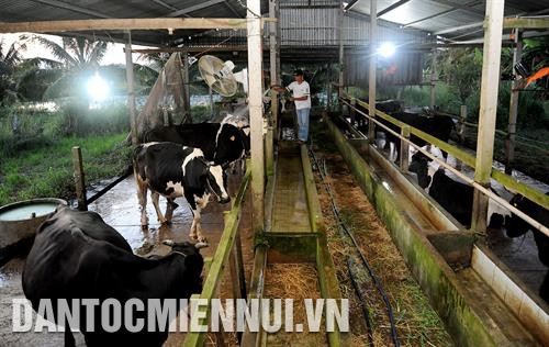 Đàn bò sữa của tỉnh Sóc Trăng cho sản lượng sữa bình quân 28 tấn/ngày. Ảnh: Phúc Thanh Đàn bò sữa của tỉnh Sóc Trăng cho sản lượng sữa bình quân 28 tấn/ngày. Ảnh: Phúc Thanh