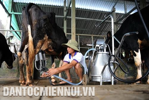 Đàn bò sữa của gia đình ông Thạch Minh Dương ở ấp Tâm Lộc, xã Đại Tâm, huyện Mỹ Xuyên (Sóc Trăng) cho thu nhập khoảng 160 triệu/năm. Ảnh: Phúc Thanh Đàn bò sữa của gia đình ông Thạch Minh Dương ở ấp Tâm Lộc, xã Đại Tâm, huyện Mỹ Xuyên (Sóc Trăng) cho thu nhập khoảng 160 triệu/năm. Ảnh: Phúc Thanh