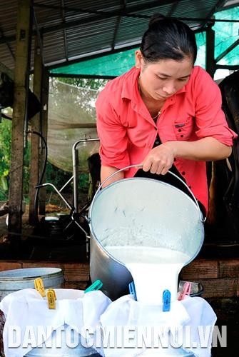 Dự án “Phát triển chăn nuôi bò sữa tỉnh Sóc Trăng” giúp bà con nông dân Khmer trên địa bàn từng bước thay đổi tập quán chăn nuôi, nâng cao chất lượng nguồn sữa bò, đáp ứng yêu cầu ngày càng cao của thị trường. Ảnh: Phúc Thanh Dự án “Phát triển chăn nuôi bò sữa tỉnh Sóc Trăng” giúp bà con nông dân Khmer trên địa bàn từng bước thay đổi tập quán chăn nuôi, nâng cao chất lượng nguồn sữa bò, đáp ứng yêu cầu ngày càng cao của thị trường. Ảnh: Phúc Thanh