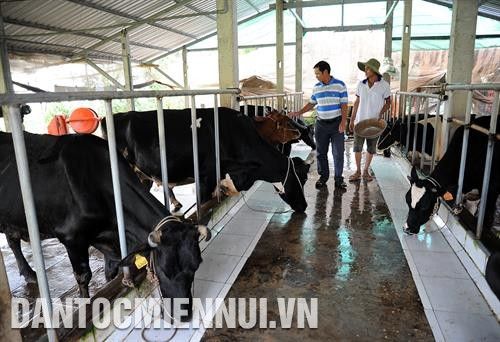 Mô hình nuôi bò sữa theo Chương trình Heifer. Ảnh: Phúc Thanh Cán bộ dự án Heifer xã Đại Tâm, huyện Mỹ Xuyên (Sóc Trăng) kiểm tra chất lượng đàn bò sữa của các hộ chăn nuôi. Ảnh: Phúc Thanh Mô hình nuôi bò sữa theo Chương trình Heifer. Ảnh: Phúc Thanh Cán bộ dự án Heifer xã Đại Tâm, huyện Mỹ Xuyên (Sóc Trăng) kiểm tra chất lượng đàn bò sữa của các hộ chăn nuôi. Ảnh: Phúc Thanh