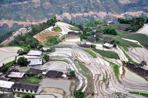 Bản Phùng (Hoàng Su Phì) vào vụ. Bản Phùng (Hoàng Su Phì) vào vụ.
