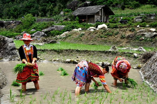Người dân Tả Sử Choóng (Hoàng Su Phì) xuống đồng. Người dân Tả Sử Choóng (Hoàng Su Phì) xuống đồng.