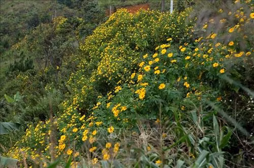 Dã quỳ rực rỡ khắp núi rừng. Ảnh: Quý Trung – TTXVN