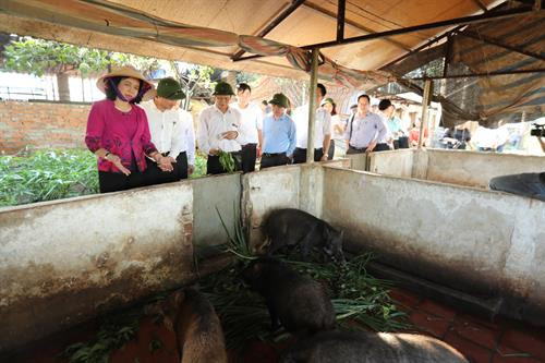 Kiểm tra xây dựng nông thôn mới, thăm các mô hình sản xuất nông nghiệp công nghệ cao tại huyện Thạch Thất ảnh 12