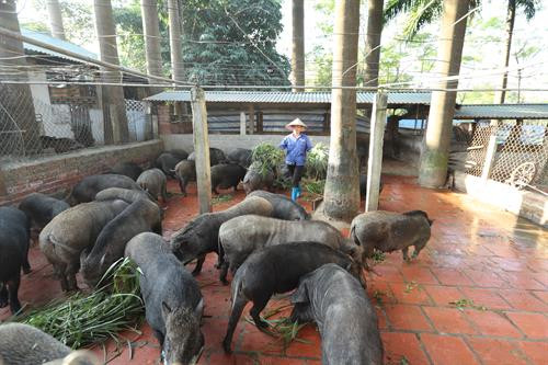 Chị Trương Kim Hoa - chủ Trang trại Hoa Viên (áo sẫm, đi giữa) giới thiệu về Trang trại Hoa Viên - mô hình nông nghiệp hữu cơ khép kín từ chăn nuôi đến trồng trọt. Ảnh: Hoàng Hà Trang trại Hoa Viên đang nuôi hơn 1.000 con lợn rừng sinh sản. Ảnh: Hoàng Hà Trang trại Hoa Viên mỗi năm cung cấp cho thị trường gần 1 vạn con lợn giống và hàng nghìn tấn lợn thương phẩm chất lượng cao. Ảnh: Hoàng Hà