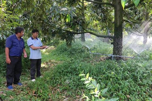 Tiền Giang đưa nhiều tiến bộ kỹ thuật mới vào thâm canh sầu riêng. Ảnh: Nguyễn Minh Trí - TTXVN Tiền Giang đưa nhiều tiến bộ kỹ thuật mới vào thâm canh sầu riêng. Ảnh: Nguyễn Minh Trí - TTXVN