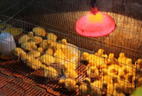 Mô hình nuôi giống vịt siêu ngỗng của chị Nguyễn Sol Pha, ấp Tân Hòa A, xã Tân Hiệp B, huyện Tân Hiệp. Ảnh : Hồng Đạt - TTXVN Mô hình nuôi giống vịt siêu ngỗng của chị Nguyễn Sol Pha, ấp Tân Hòa A, xã Tân Hiệp B, huyện Tân Hiệp. Ảnh : Hồng Đạt - TTXVN