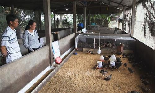 Mô hình nuôi gà nòi lai của anh Nguyễn Hoài Giang, ấp Kinh 10B, thị trấn Tân Hiệp, huyện Tân Hiệp. Ảnh: Hồng Đạt - TTXVN Mô hình nuôi gà nòi lai của anh Nguyễn Hoài Giang, ấp Kinh 10B, thị trấn Tân Hiệp, huyện Tân Hiệp. Ảnh: Hồng Đạt - TTXVN