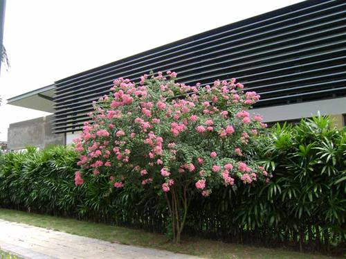 Để hoa ra quanh năm, người chơi hoa cần tuân thủ theo một số kỹ thuật trồng cây cơ bản. Ảnh: vietq.vn Để hoa ra quanh năm, người chơi hoa cần tuân thủ theo một số kỹ thuật trồng cây cơ bản. Ảnh: vietq.vn