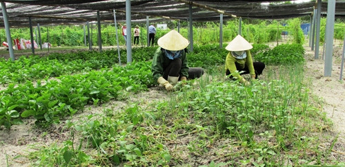 Chất lượng được đảm bảo từ khâu gieo trồng đến xuất thành phẩm. Chất lượng được đảm bảo từ khâu gieo trồng đến xuất thành phẩm.