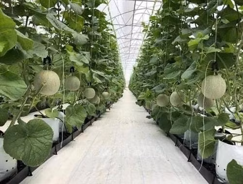 Mô hình trồng dưa lưới trong nhà kính của ông Sơn cho thu hoạch 4 vụ/năm, doanh thu đạt 120 triệu đồng/vụ. Ảnh: Dương Chí Tưởng-TTXVN