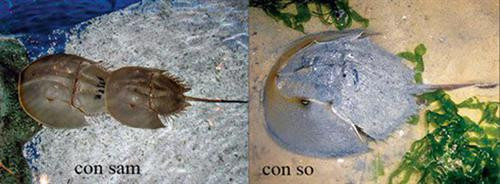 Con so biển và sam biển giống nhau nên nhiều người dễ lầm tưởng Con so biển và sam biển giống nhau nên nhiều người dễ lầm tưởng