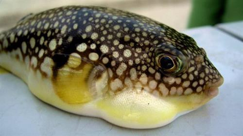 Những loại hải sản có lượng độc tố cao gây chết người ảnh 3 Những loại hải sản có lượng độc tố cao gây chết người ảnh 3