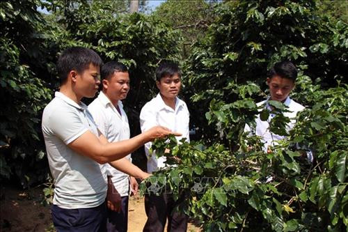 Các đoàn viên, thanh niên thường xuyên trao đổi, học hỏi kinh nghiệm chăm sóc, phát triển cây trồng cho năng suất cao. Ảnh: Diệp Anh - TTXVN Các đoàn viên, thanh niên thường xuyên trao đổi, học hỏi kinh nghiệm chăm sóc, phát triển cây trồng cho năng suất cao. Ảnh: Diệp Anh - TTXVN