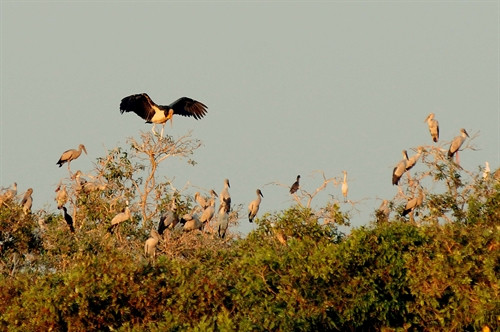 Hàng chục ngàn loài chim di trú đang sinh sống tại Khu Bảo tồn đất ngập nước Láng Sen. Hàng chục ngàn loài chim di trú đang sinh sống tại Khu Bảo tồn đất ngập nước Láng Sen.