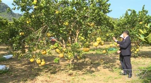 Mỗi năm bưởi Diễn mang lại thu nhập hàng trăm triệu đồng cho gia đình anh Khải . Ảnh :truyenhinhthanhhoa.vn