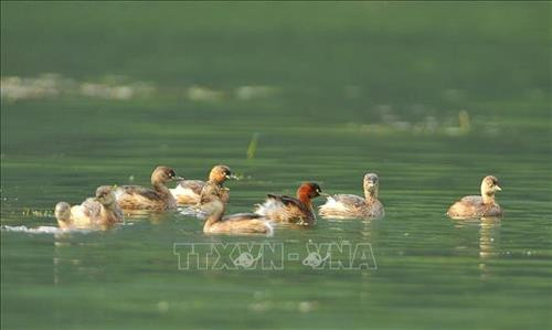 Vịt trời, le le là được coi là loài chim nước đặc trưng của đầm Vân Long. Ảnh: Minh Đức - TTXVN