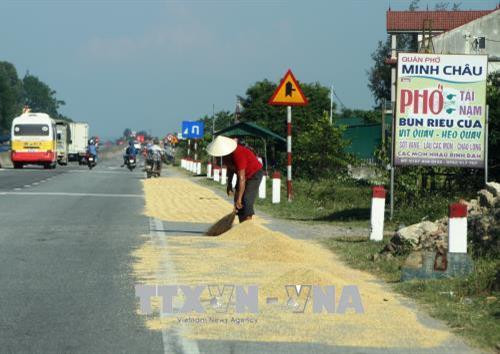 Người dân lấn chiếm lòng, lề đường trên tuyến QL 1A, đoạn qua huyện Cẩm Xuyên, để phơi lúa. Ảnh: Phan Quân - TTXVN