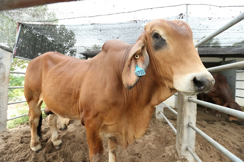 Đàn bò gồm 6 con giống Brahman thuần được nhập từ Úc về sống khỏe tại Trung tâm Giống và sữa bò Phù Đổng, huyện Gia Lâm (Hà Nội). Công ty cổ phần Giống gia súc Hà Nội hiện đang chuẩn bị cơ sở hạ tầng với máy móc, công nghệ tiên tiến để sản xuất tinh cọng ra đông lạnh.