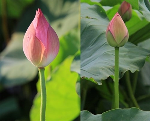 Cánh hoa quỳ (trái) thường thâm hơn hoa sen (phải).