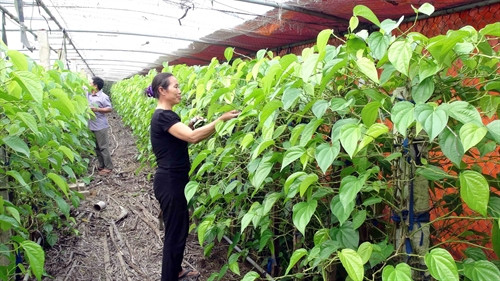 Hiện nay, trên địa bàn xã Nghi Ân có khoảng trên một trăm hộ dân trồng cây trầu không bán lá Hiện nay, trên địa bàn xã Nghi Ân có khoảng trên một trăm hộ dân trồng cây trầu không bán lá