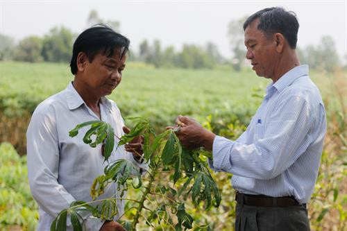 Thông tin cho nông dân về những dấu hiệu của bệnh khảm lá trên khoai mì. Nguồn: Báo Long An online