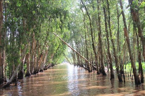 Rừng tràm Trà Sư hiện có hệ sinh thái, cảnh quan rừng tràm trên đất ngập nước tiêu biểu vùng Tây sông Hậu. Ảnh: Thanh Sang - TTXVN Trà Sư là khu rừng ngập nước tiêu biểu cho vùng tây sông Hậu. Ảnh: Thanh Sang - TTXVN Hằng năm, rừng tràm Trà Sư đón hàng triệu lượt khách du lịch trong và ngoài nước đến tham quan. Ảnh: Thanh Sang - TTXVN Rừng tràm Trà Sư hiện là điểm đến du lịch sinh thái nổi tiếng của tỉnh An Giang. Ảnh: Thanh Sang - TTXVN Rừng tràm Trà Sư hiện có hệ sinh thái, cảnh quan rừng tràm trên đất ngập nước tiêu biểu vùng Tây sông Hậu. Ảnh: Thanh Sang - TTXVN Trà Sư là khu rừng ngập nước tiêu biểu cho vùng tây sông Hậu. Ảnh: Thanh Sang - TTXVN Hằng năm, rừng tràm Trà Sư đón hàng triệu lượt khách du lịch trong và ngoài nước đến tham quan. Ảnh: Thanh Sang - TTXVN Rừng tràm Trà Sư hiện là điểm đến du lịch sinh thái nổi tiếng của tỉnh An Giang. Ảnh: Thanh Sang - TTXVN