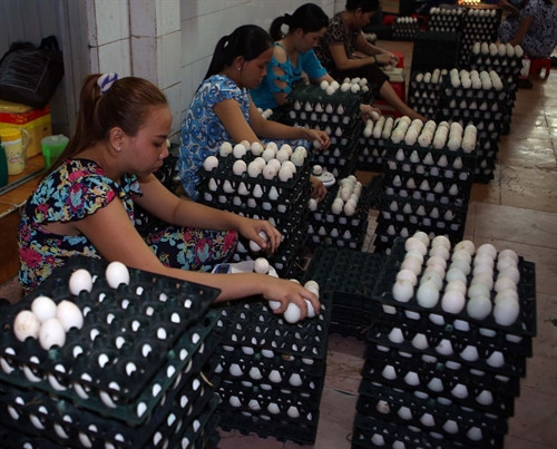 Doanh nghiệp sản xuất trứng vịt muối xuất khẩu ở thành phố Vĩnh Long, mỗi năm đạt doanh thu hơn 3,5 tỷ đồng, tạo việc làm cho hơn 50 lao động. 5 năm liền, cơ sở được Trung ương Hội Nông dân Việt Nam tặng Bằng khen. Doanh nghiệp sản xuất trứng vịt muối xuất khẩu ở thành phố Vĩnh Long, mỗi năm đạt doanh thu hơn 3,5 tỷ đồng, tạo việc làm cho hơn 50 lao động. 5 năm liền, cơ sở được Trung ương Hội Nông dân Việt Nam tặng Bằng khen.